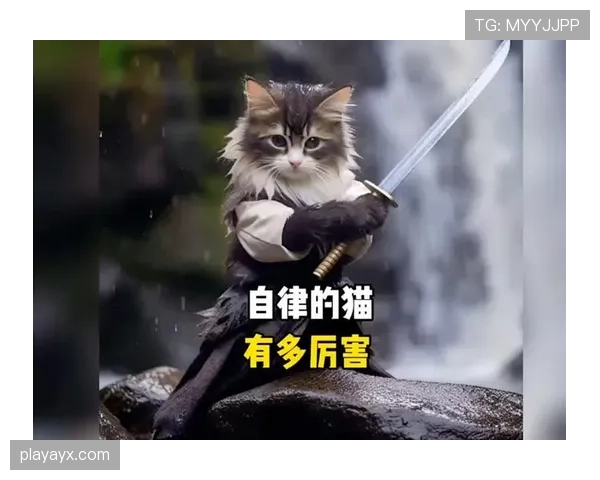 掌敏洁家的猫都比你自律